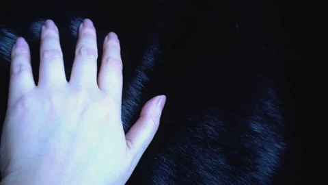 Close-up of a hand stroking soft luxury fur Stock Footage 331768812