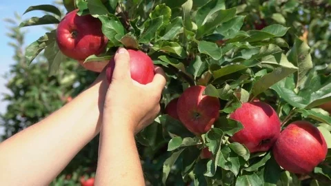 Close-up of a hand torn branches with ripe apples Video stock 70840019