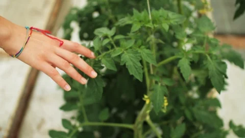Close up hand touch withering leaf a tomato quality control ground vegetable Stock Footage 99791074