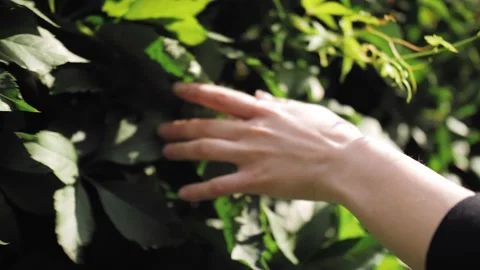 Close up of hand touches plant in the rays of the sunset in slow motion Stock Footage 141003433