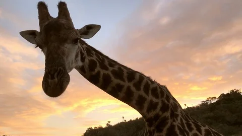 Close-up hand touching an African Giraffe on safari in a conservation area Stock Footage 111694725
