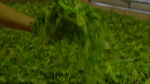 Close-up of hand touching already pluck tea leaves in the factory Stock Footage 107336775