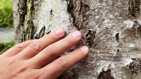Close up of hand touching bark birch tree. Person cares about nature and Stock Footage 300490741