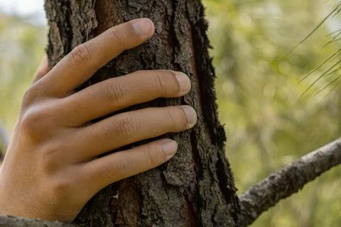 Close-Up of a Hand Touching the Bark of a Tree, Surrounded by Vibrant Green.. Stock Photos
