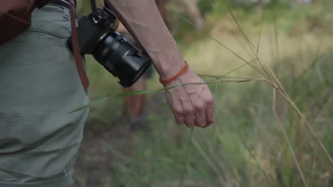 Close up of a hand touching blades of tall grass Stock Footage 240924721