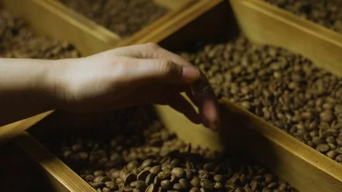 Close up of hand touching coffee beans Stock Footage 83853953
