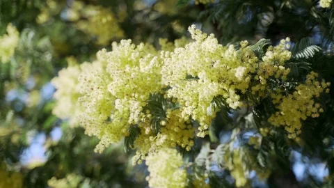 Close-up of a hand touching the flowers of a blooming mimosa. The first yellow Stock Footage 125429641