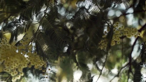 Close-up of a hand touching the flowers of a blooming mimosa. The first yellow Stock Footage 125470531