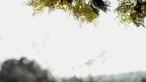 Close-up of a hand touching the flowers of a blooming mimosa. The first yellow Stock Footage 125471109