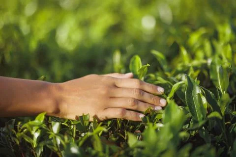 Close-Up of Hand Touching Fresh Tea Leaves in Sri Lankan Plantation Stock Photos