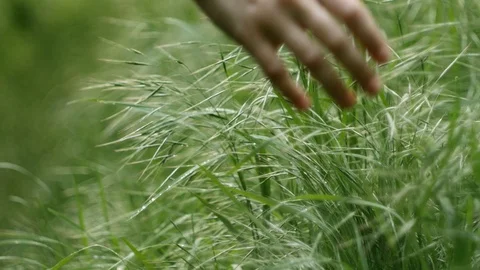 Close-up of hand touching grass with dew in the field at daylight. Woman lovi 스톡 동영상 107901493