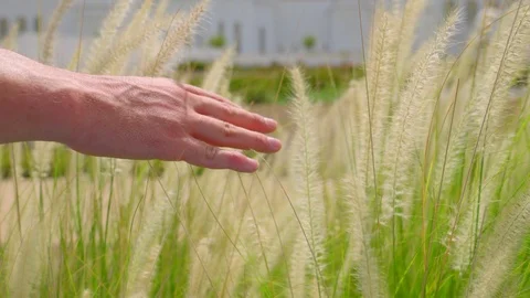 Close up of a hand touching a grassy field Stock Footage 104808065