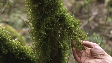 Close-up hand touching green moss from a tree in the forest. Slow motion Stock Footage 245756375