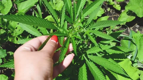 Close-up  hand touching leaf of cannabis , wild hemp video. Stock Footage 200410218