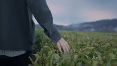 Close up of hand touching the leaves. Guy walk on the tea plantation Stock Footage 150688840