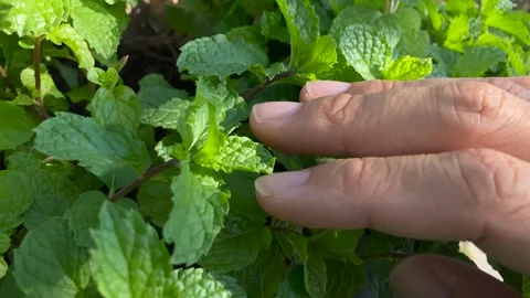 Close-up of hand touching Lemon balm mint slide to the right Stock Footage 266974706