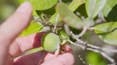 A close-up of a hand touching an olive on a tree branch in 4k slow motion 1.. Stock Footage 285122725