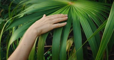 Close-up of a hand touching a palm leaf in the tropical jungle of Yucatan Mexico Stock Footage 310241757