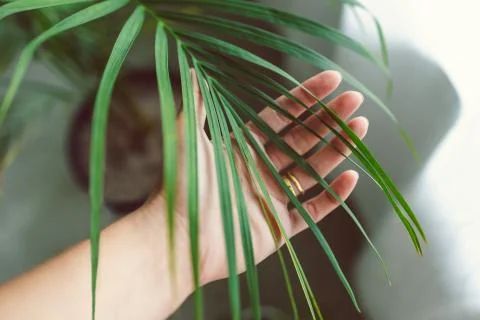 Close-up of hand touching palm tree leafindoor next to window light Stock Photos
