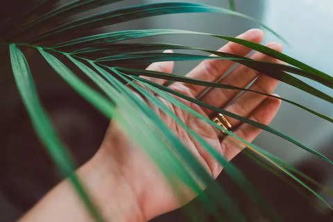 Close-up of hand touching palm tree leafindoor next to window light Stock Photos