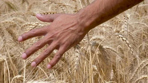Close Up of Hand Touching Ripe Golden Wheat in Agricultural Field Stock Footage 239174457