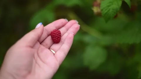 Close-up hand touching ripe raspberries, harvest time. Horizontal 4k footage Stock Footage 244810095