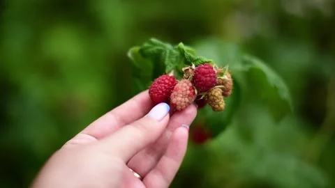 Close-up hand touching ripe raspberries, harvest time. Horizontal 4k footage Stock Footage 244810102