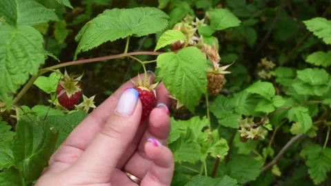 Close-up hand touching ripe raspberries, harvest time. Horizontal 4k footage Stock Footage 245494450