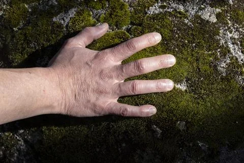 Close-up of a hand touching a rock covered in moss Foto stock