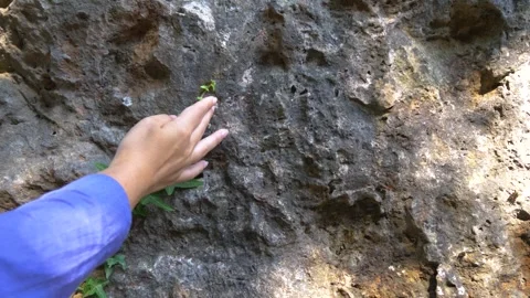 Close up of hand touching rocky surface with ivy leaves. Natural stone texture Stock-Footage 332160902