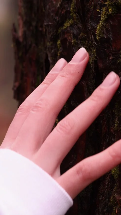 Close-Up Hand Touching Textured Tree Bark Stock Footage 345780877