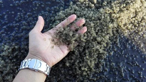 Close up of hand touching thousands of tiny baby crabs Stock Photos