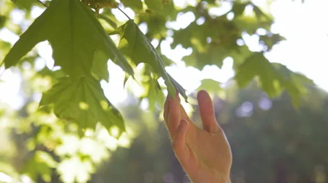 Close-up of hand touching tree leaves with care on a sunny day Video stock 67253931