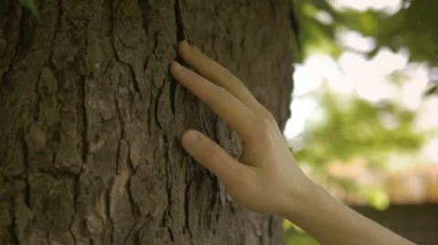 Close-up of a hand touching a tree trunk in nature Stock Footage 67254005