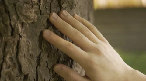 Close-up of hand touching a tree trunk with care on a summer day Stock Footage 67254033