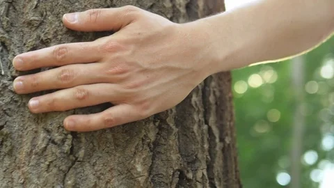 Close-up of hand touching a tree trunk in the forest. Stock Footage 76251433