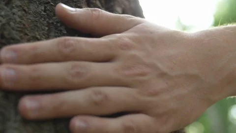 Close-up of hand touching a tree trunk in the forest. 動画素材 76251515