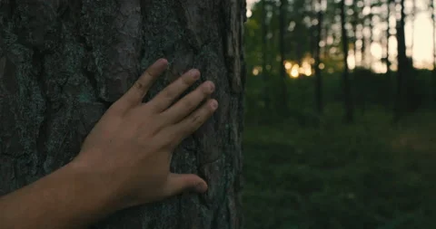 Close-Up Of Hand Touching A Tree Trunk In The Forest. Sunset forest. Stock Footage