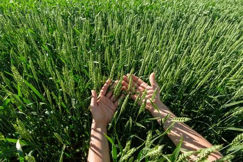 Close-up of hand touching wheat on field . Foto stock