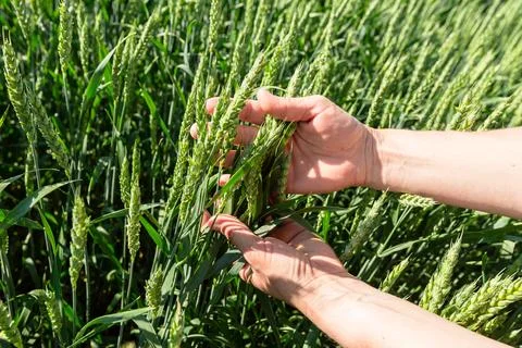 Close-up of hand touching wheat on field . Stock Photos