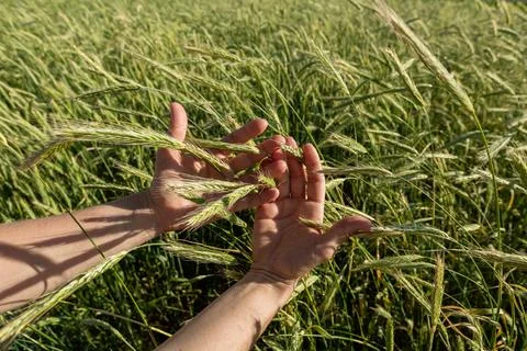 Close-up of hand touching wheat on field . Foto stock
