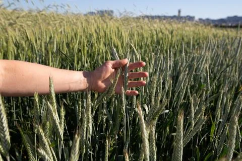 Close-up of hand touching wheat on field . Foto stock