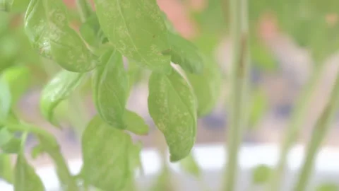 Close-up of a hand touching a whitefly-infested basil leaf Stock Footage 279651034