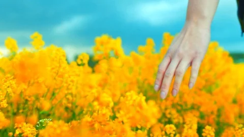 Close up of hand touching yellow flowers at blooming field Stock Footage 78900295