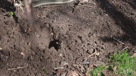 Close-up of a hand with a trowel digging and planting a sprouting photo Stock Footage 237931112