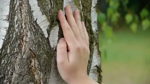 Close-Up of Hand On The Trunk Of A Birch Stockbeeldmateriaal 50151660