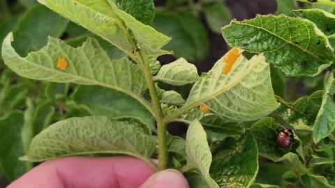 Close Up Hand Turning Over Potato Leaf To Reveal Yellow Beetle Eggs Stock Footage 340099465