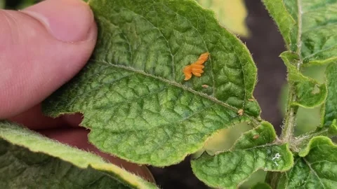 Close Up Hand Turning Potato Leaf To Show Yellow Beetles Eggs Underneath Stock Footage 340099486