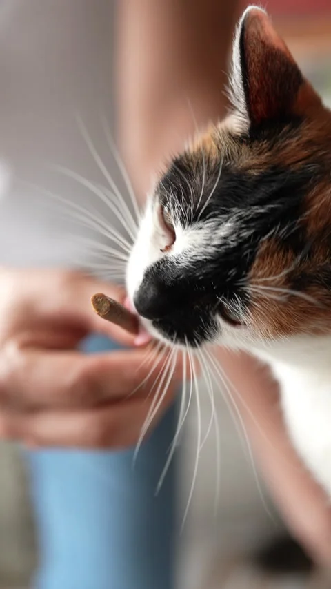 Close-up hand of unrecognizable pet owner feeding dental stick to Calico cat at Stock Footage 302078091