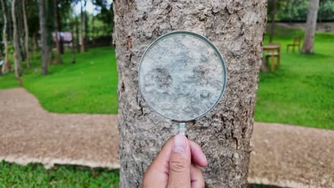 Close Up of Hand Using Magnifying Glass to Examine Tree Bark Outdoors Stock-Footage 344098448